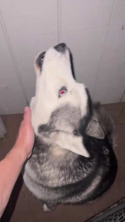 Turns out you can play a husky
