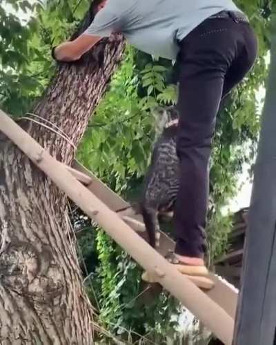 За то я спас кота, я выполнил приказ, ведь выполнить приказ первостепенно важно.&copy;