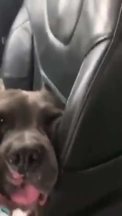 Death by dog cheeks