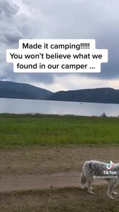 Uninvited camping guests are the worst.
