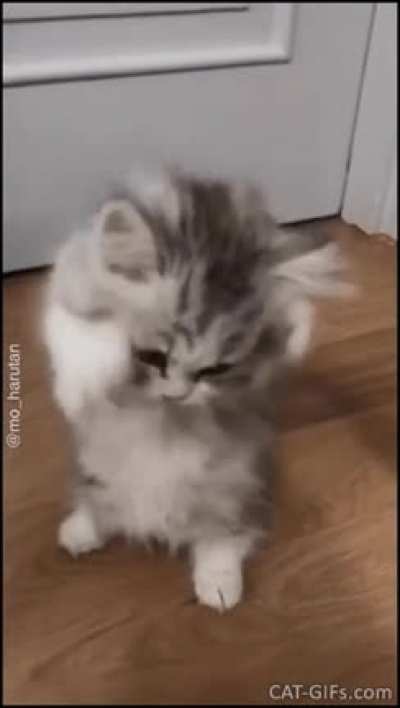 touch tha whiskers,