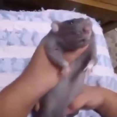 Hola 🐀