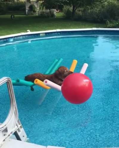 Woof irl