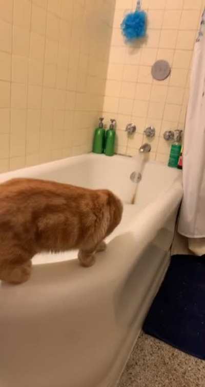 Hammy&rsquo;s first bubble bath!