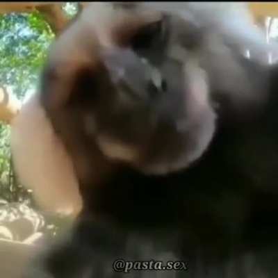 Monkey😍
