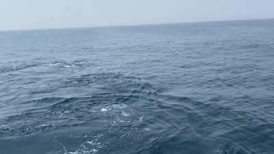 🔥 Humpback whale pod 20 miles off the coast of Massachusetts