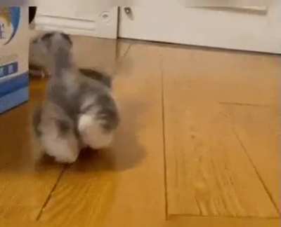 Kitten floof!