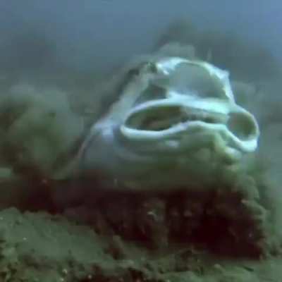 That&rsquo;s a Pacific Angel Shark, waiting patiently, buried under the sandy sea floor......