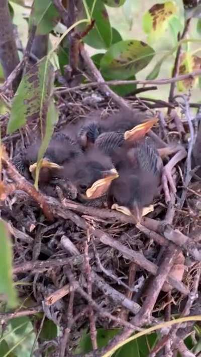 Don&rsquo;t feed the birds!