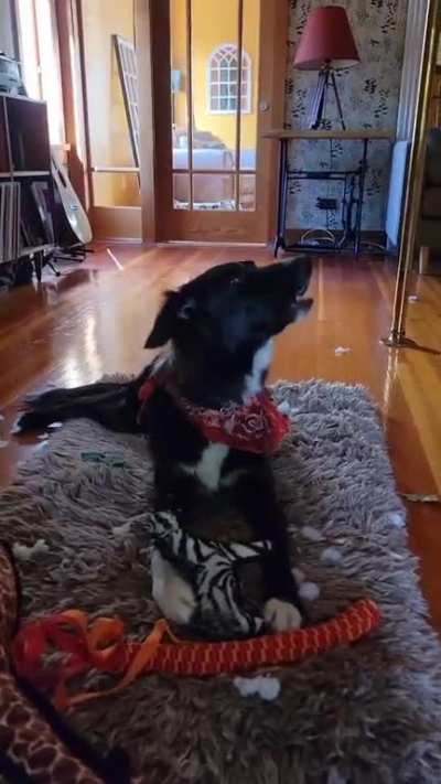 For my dog&rsquo;s second birthday we played her favourite song