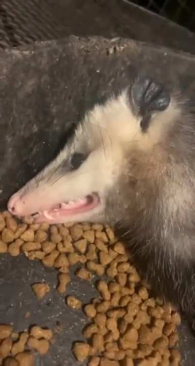hEartLeSS PrEdAToR maUlS the cOrpSE oF aN iNnocEnt FRiEnd.