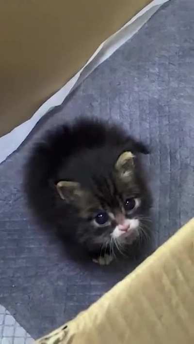 Tiny