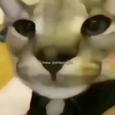 Miau!