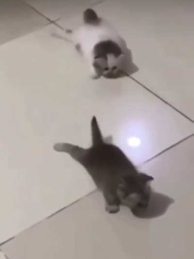 kitter