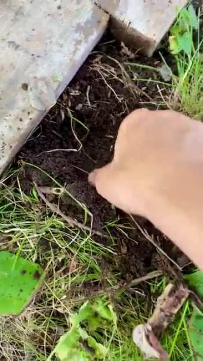I found a fossil in my backyard!