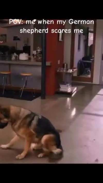German shepherd
