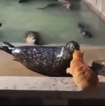 sussy seal