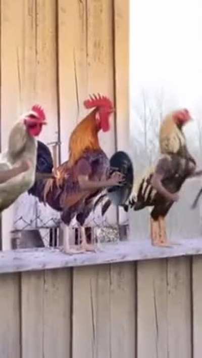 Chickens Assemble!