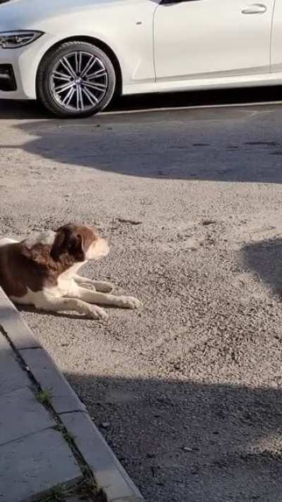 Dog singing evening prayers in Izmir, Turkey