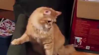 Cat in the Hat