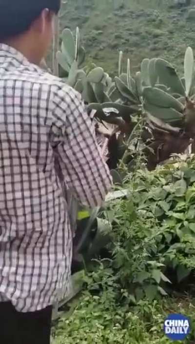 Шулер