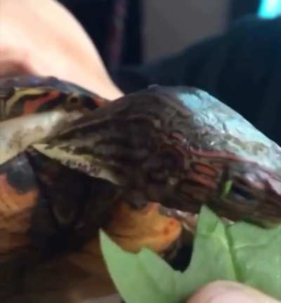 I ain&rsquo;t sharing my leaf!
