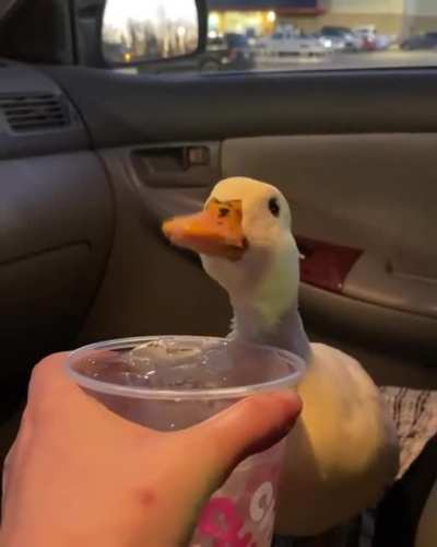 ok this ain't meme, but i thought it would be cool to post something cute here too, dont bully me pls