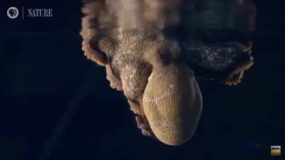 Octopus Changing Colors While Dreaming and It&rsquo;s Spectacular.