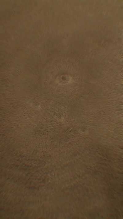 rugs have eyes?