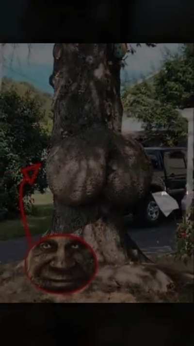 wise ass tree