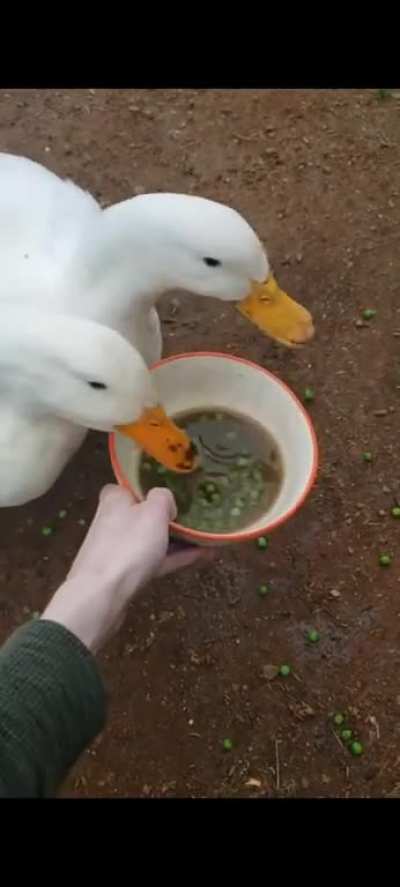 Ducks really like peas...