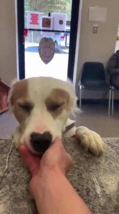 Doggo Excited To Get Adopted