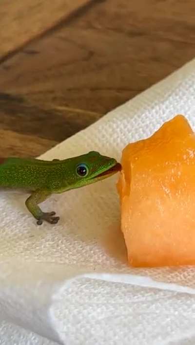 Lil lizard