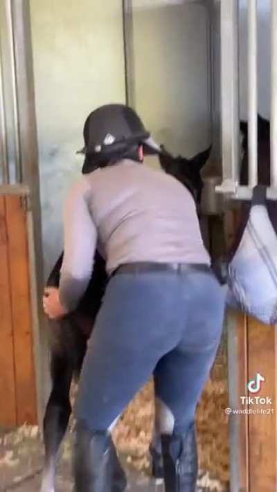 Foal