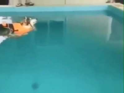 to teach the dog how to swim