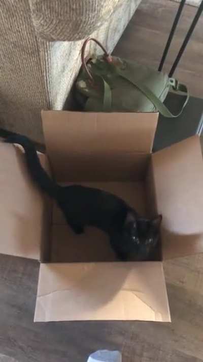 My cats first time in a box