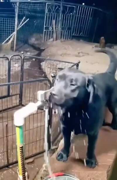 This smart dog knows exactly what she is doing with the tap