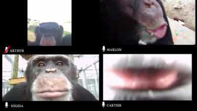 Monke Zoom Meeting