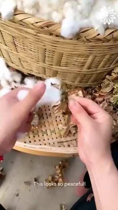 blursed_How to pick cotton tutorial