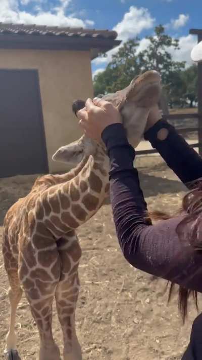 Little Giraffe.