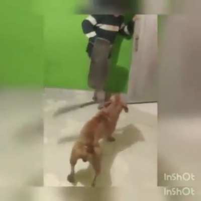 Machete dog