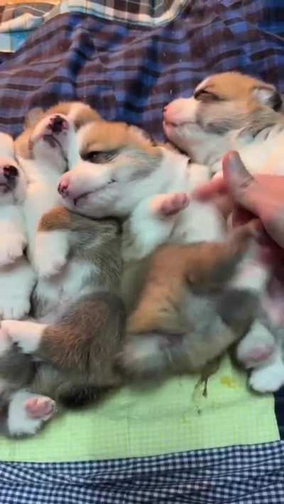 Sweeties potatoes