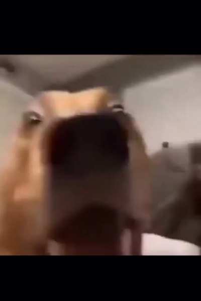 Silly dog
