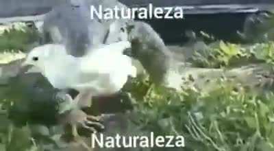 Que bonito mundo...