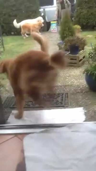 Golden retrievers help bring in groceries from the car