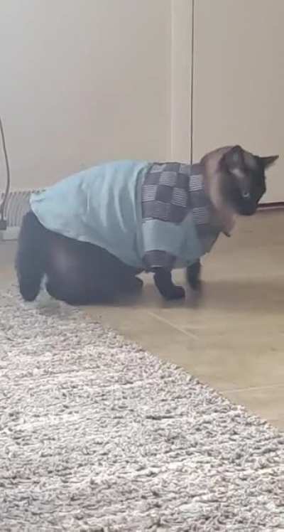 Nelly won't stop licking and making bald spots so we got him a shirt
