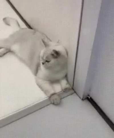 PooR kiTtER hAs TOe bEAnS bRUtALly sLiCEd oFf