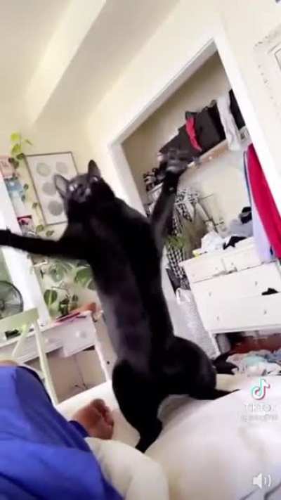 Kitty Dancing