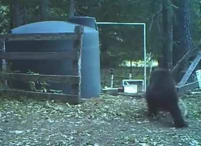 bear got hit in the nuts while trying to scratch it's back