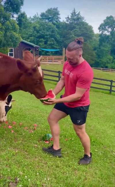 My friend feeding watermelon to the cows at Rosie&rsquo;s Farm Sanctuary